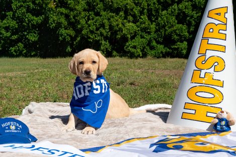 Dutch Hofstra's Puppy with a Purpose